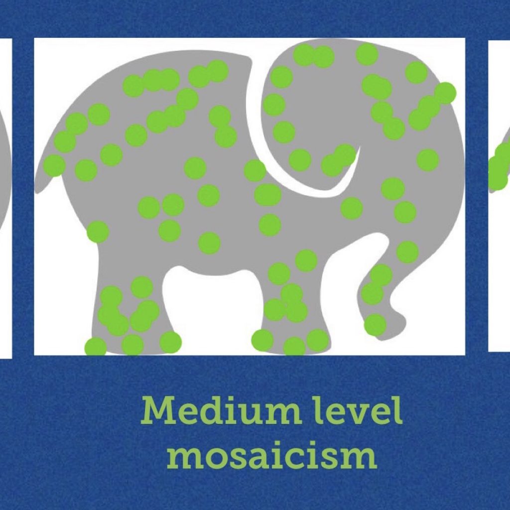 Medium Level Mosaicism