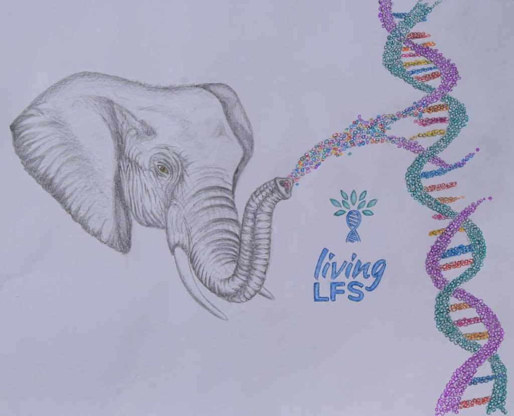 The African elephant has become a symbol of hope for our Living LFS community. The elephant turns out to be almost unbeatable when it comes to cancer. Drawing made by Ilonka Dee.